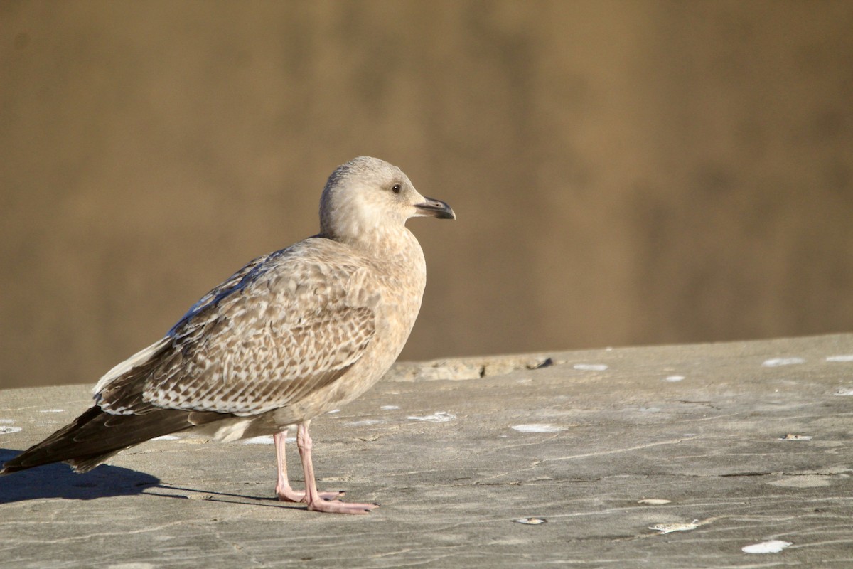 American Herring Gull - ML646450714