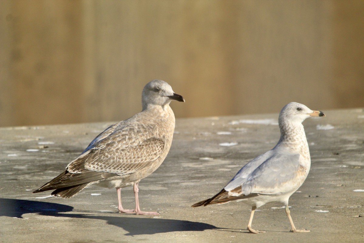 American Herring Gull - ML646450715