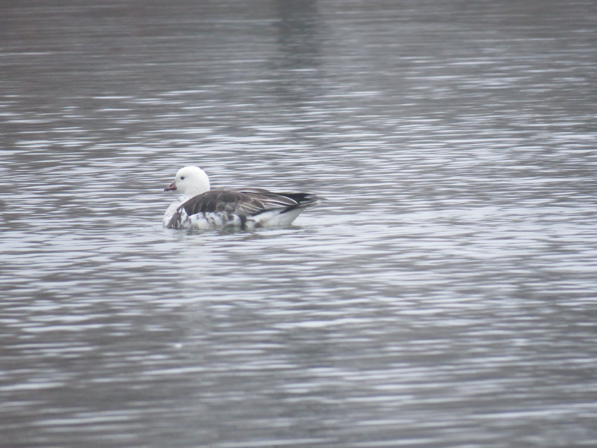 Ross's x Cackling Goose (hybrid) - ML646450717