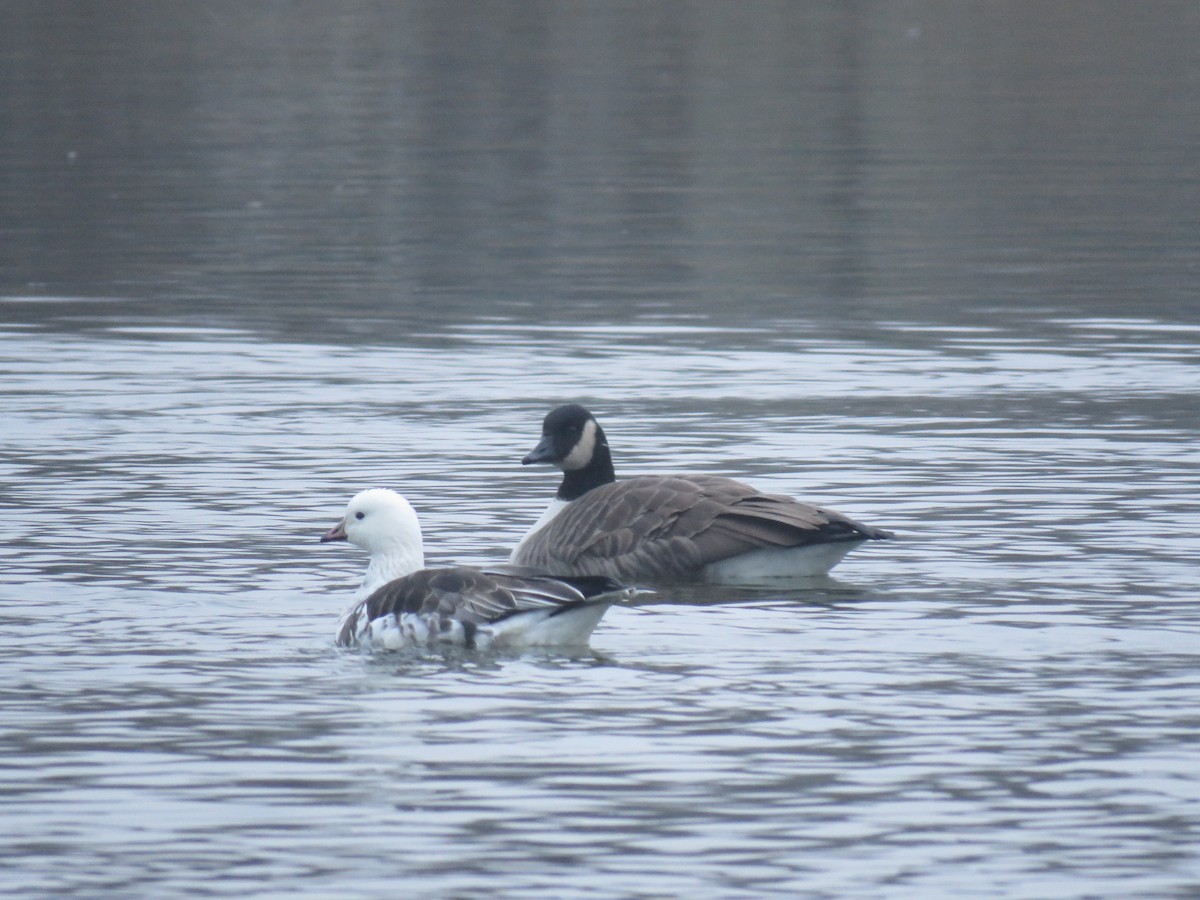 Ross's x Cackling Goose (hybrid) - ML646450718