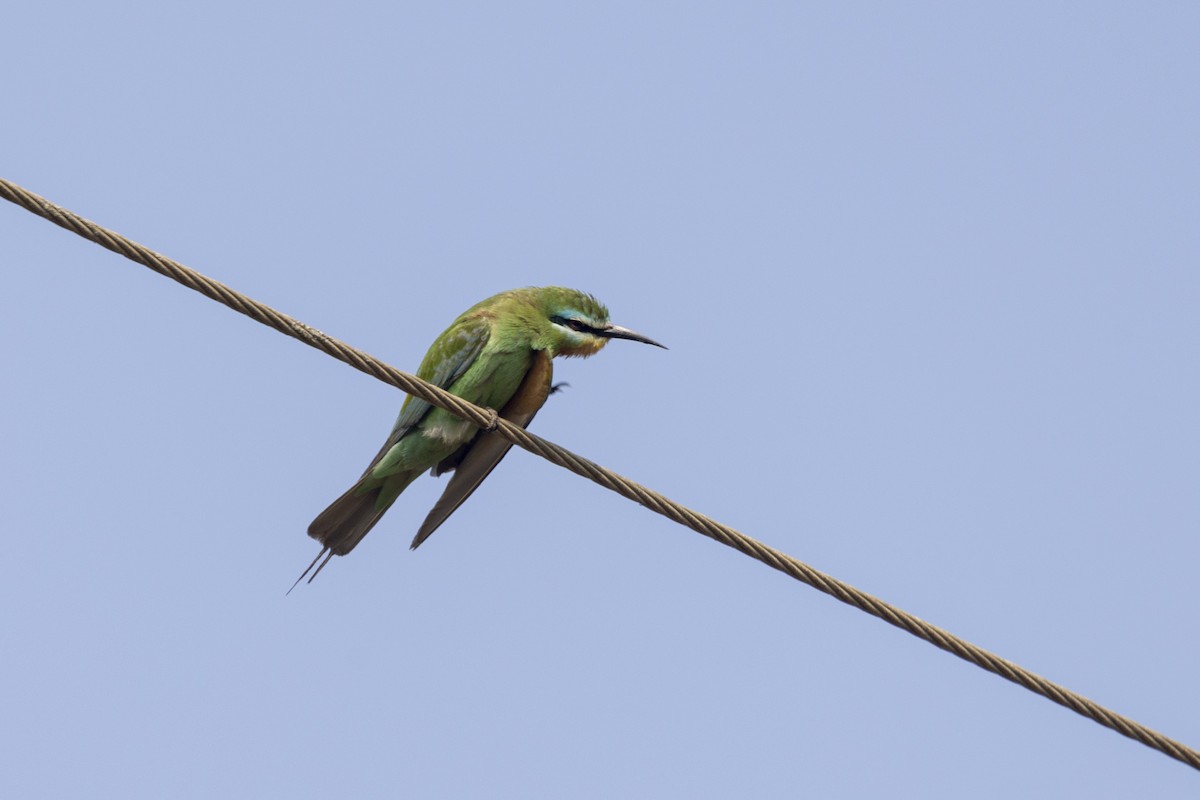 Blue-cheeked Bee-eater - ML646450719