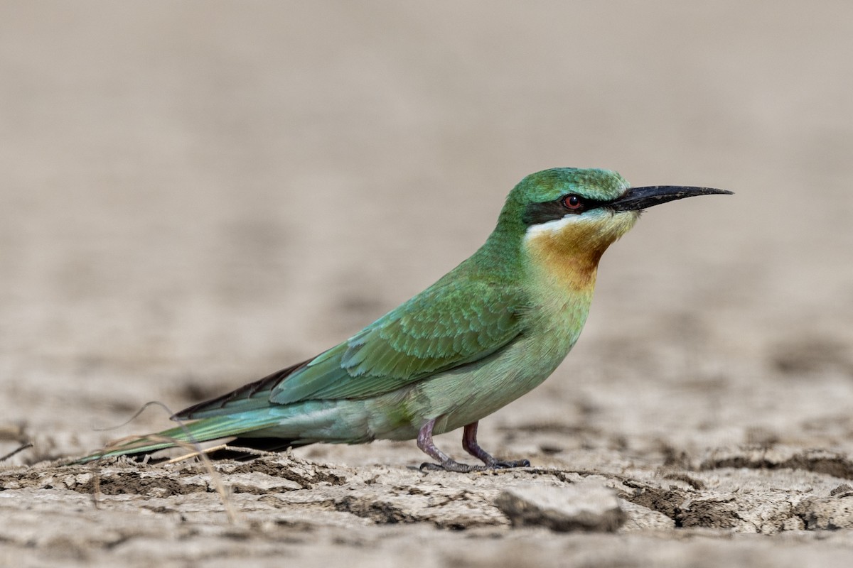 Blue-cheeked Bee-eater - ML646450720