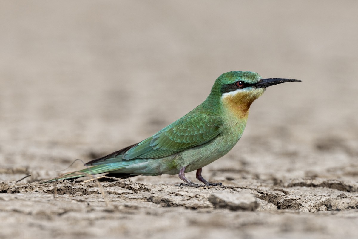 Blue-cheeked Bee-eater - ML646450721