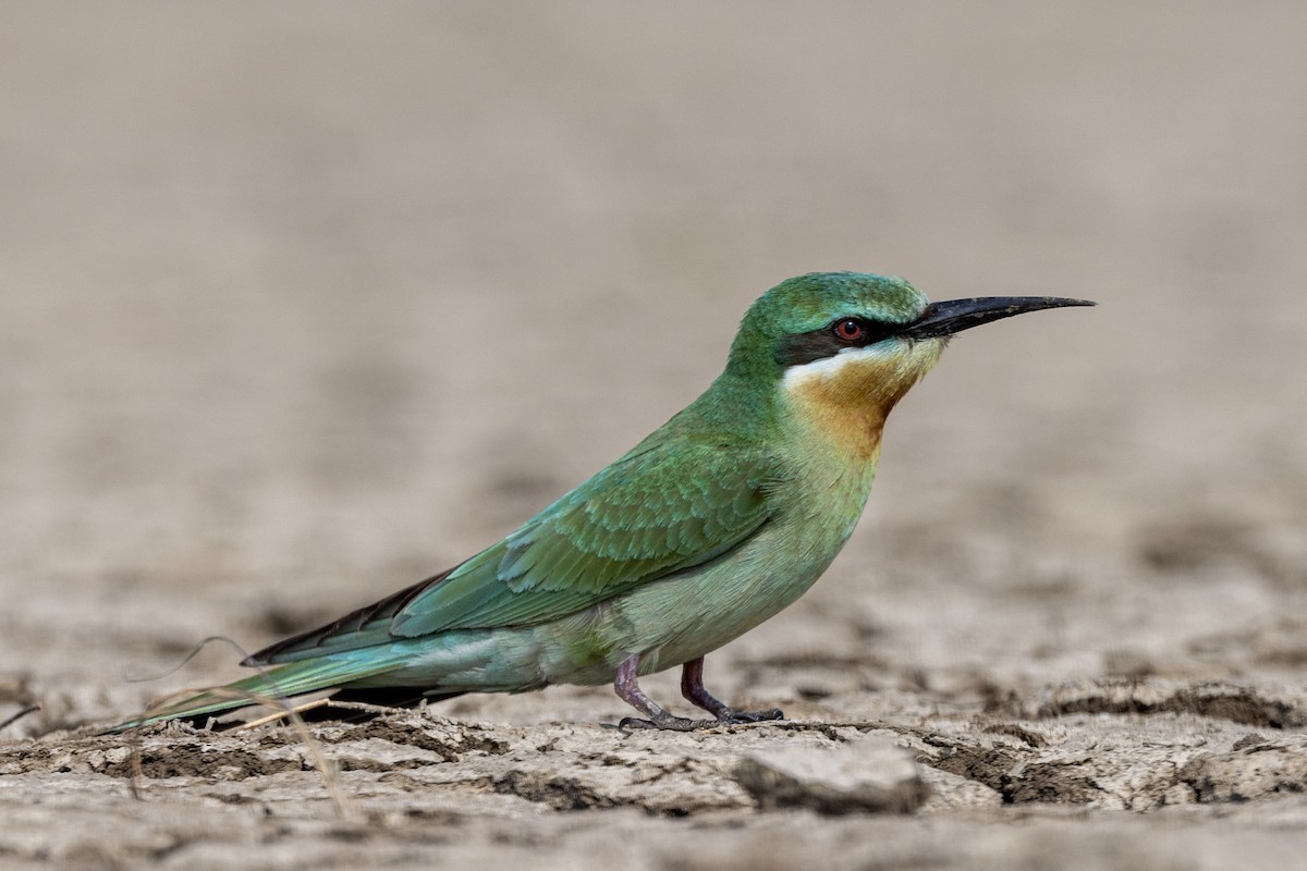 Blue-cheeked Bee-eater - ML646450722
