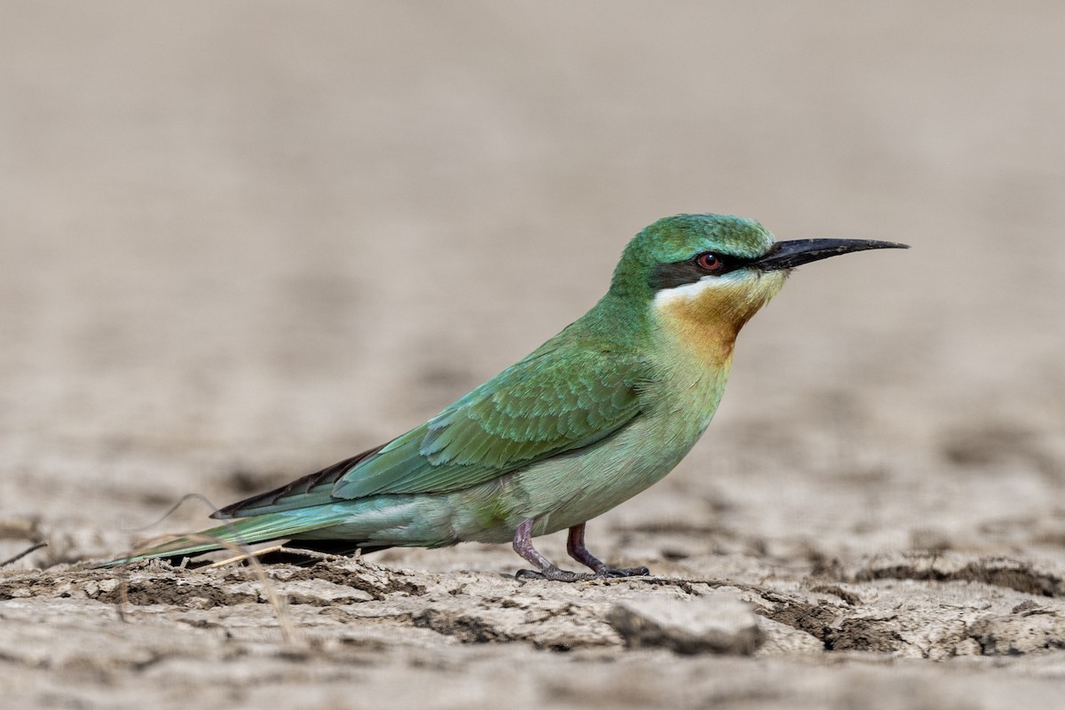 Blue-cheeked Bee-eater - ML646450723