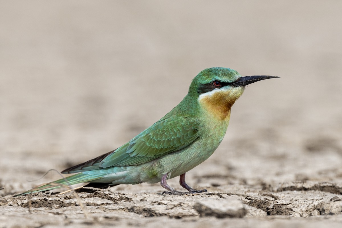 Blue-cheeked Bee-eater - ML646450725