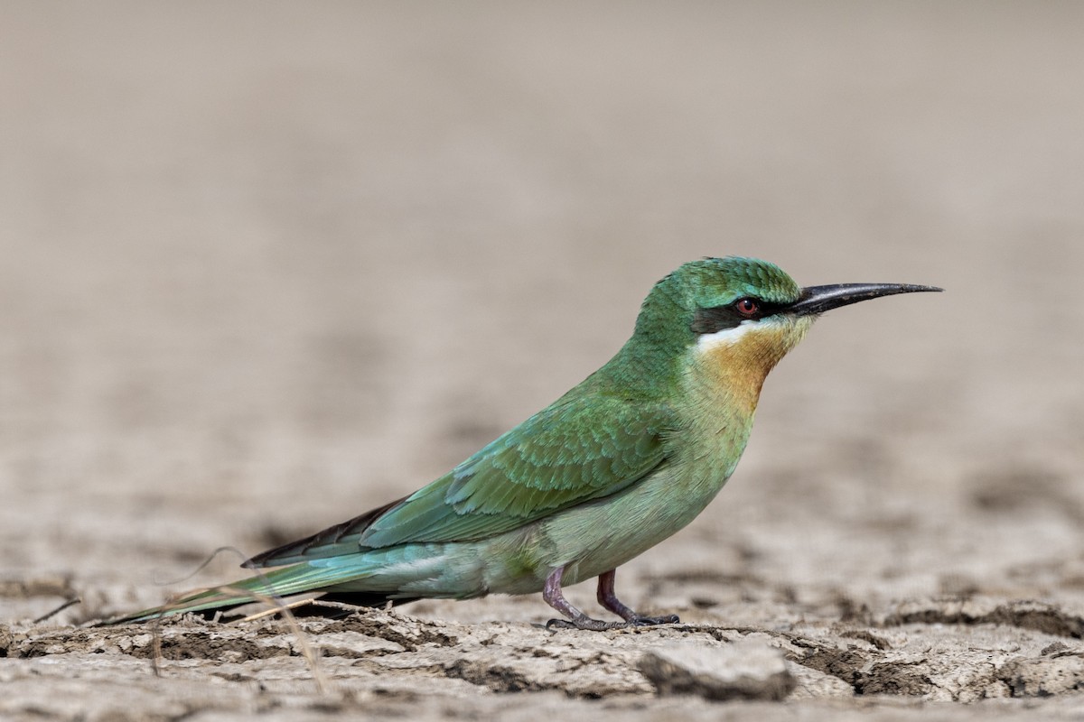 Blue-cheeked Bee-eater - ML646450726