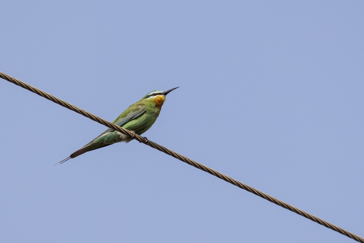 Blue-cheeked Bee-eater - ML646450727