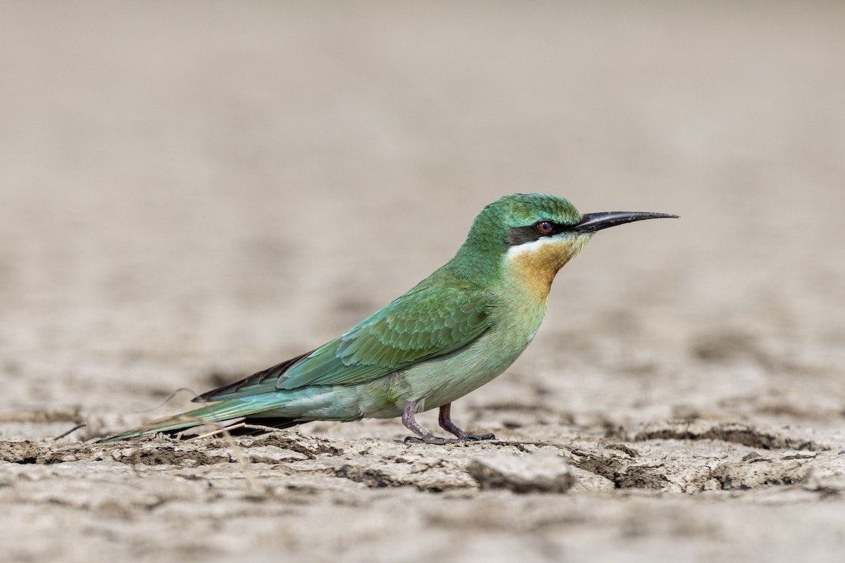 Blue-cheeked Bee-eater - ML646450728