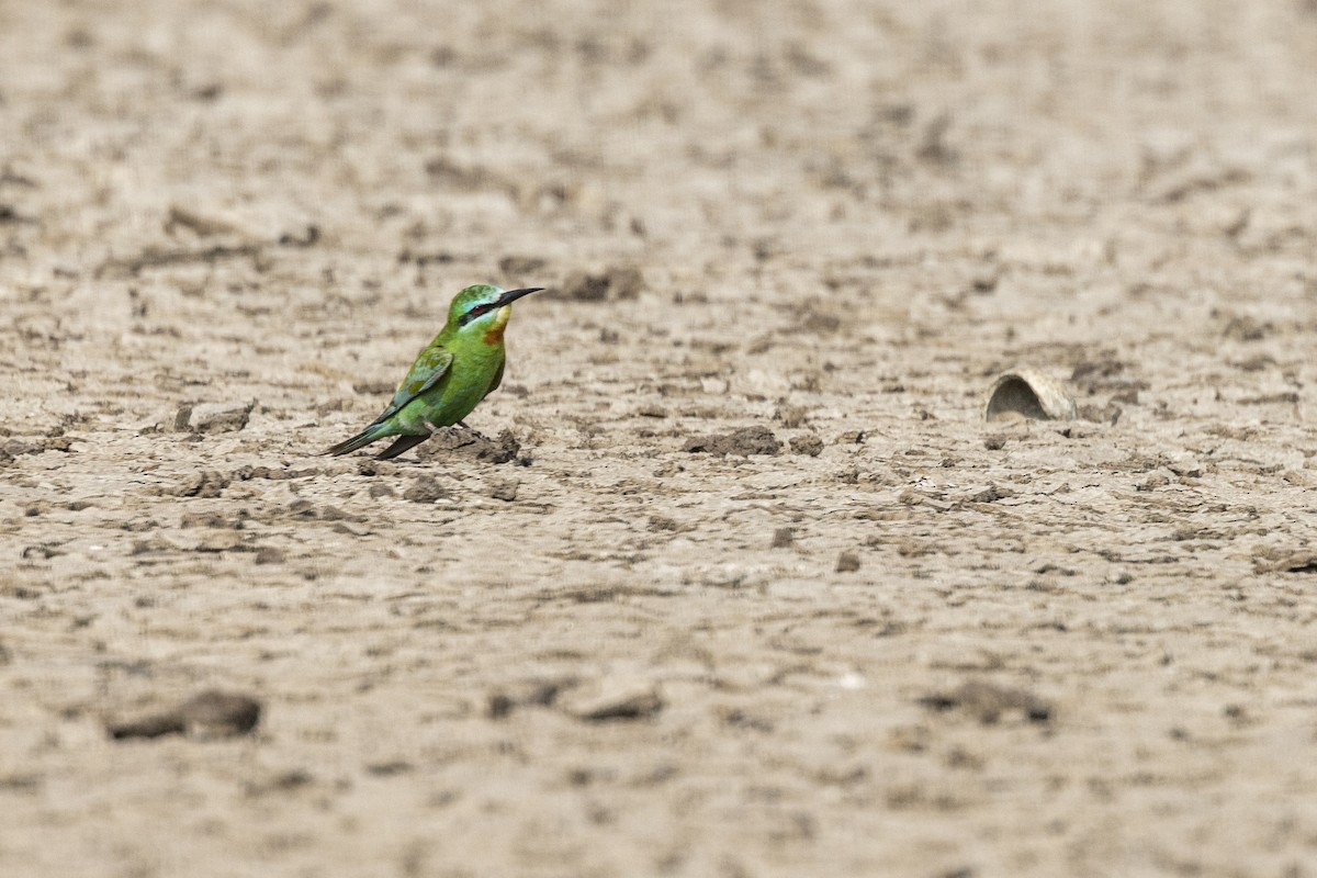 Blue-cheeked Bee-eater - ML646450729