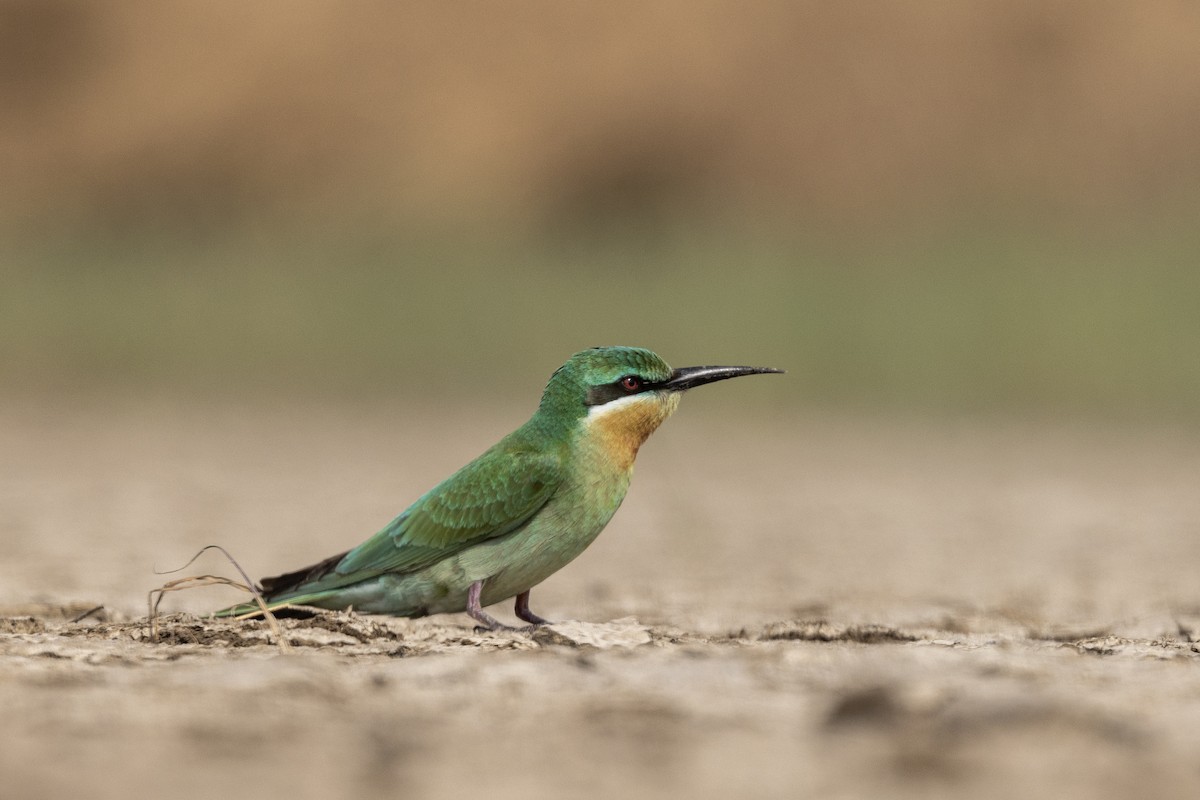 Blue-cheeked Bee-eater - ML646450730