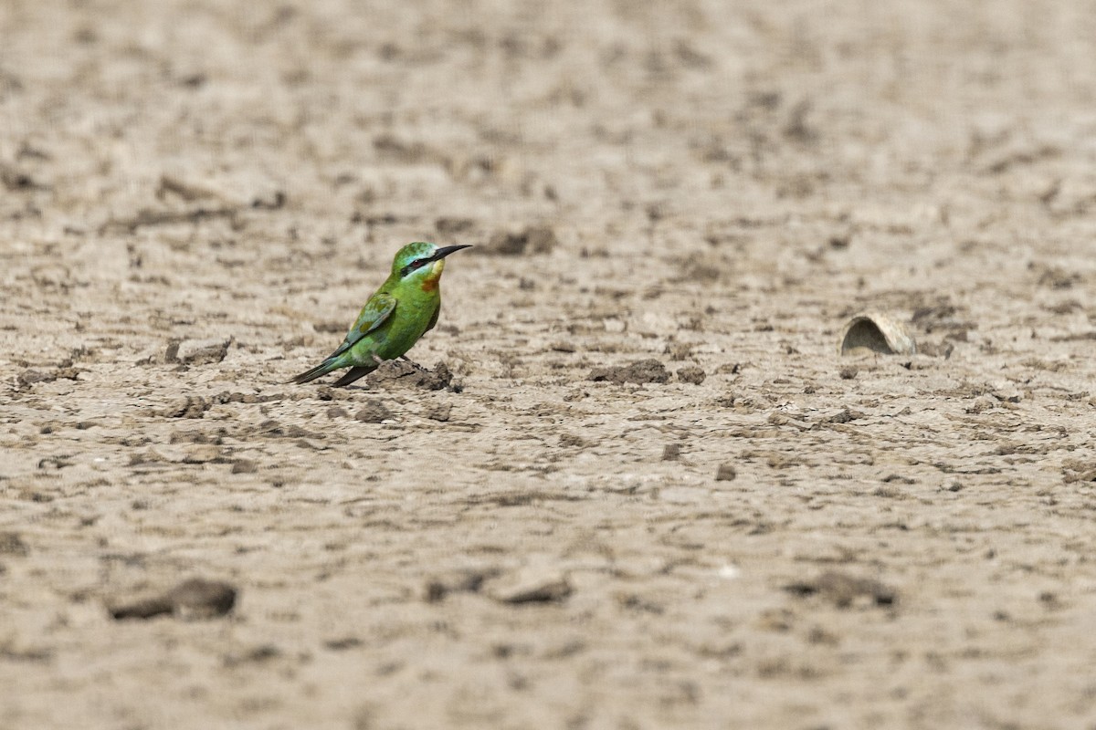 Blue-cheeked Bee-eater - ML646450731