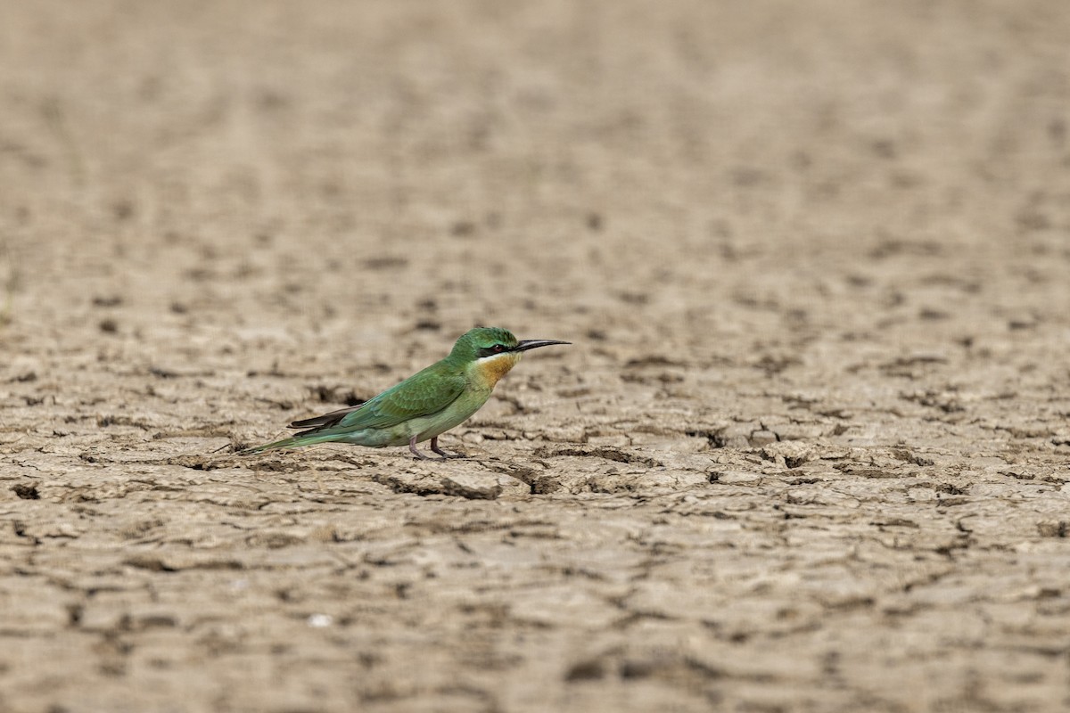 Blue-cheeked Bee-eater - ML646450733