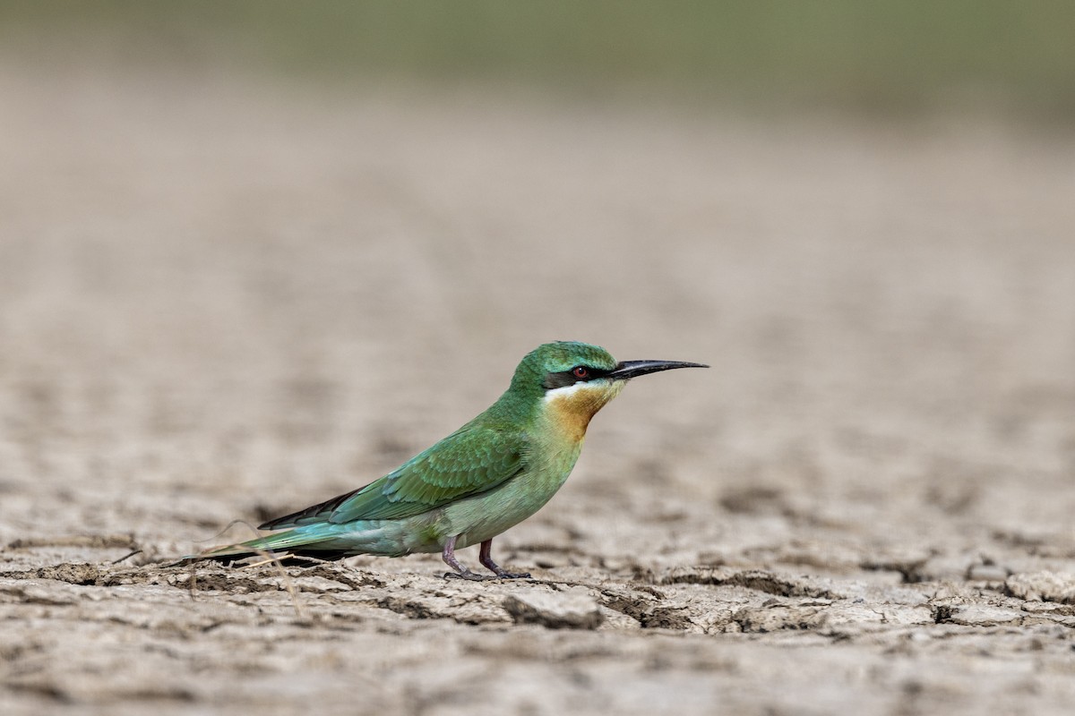 Blue-cheeked Bee-eater - ML646450734