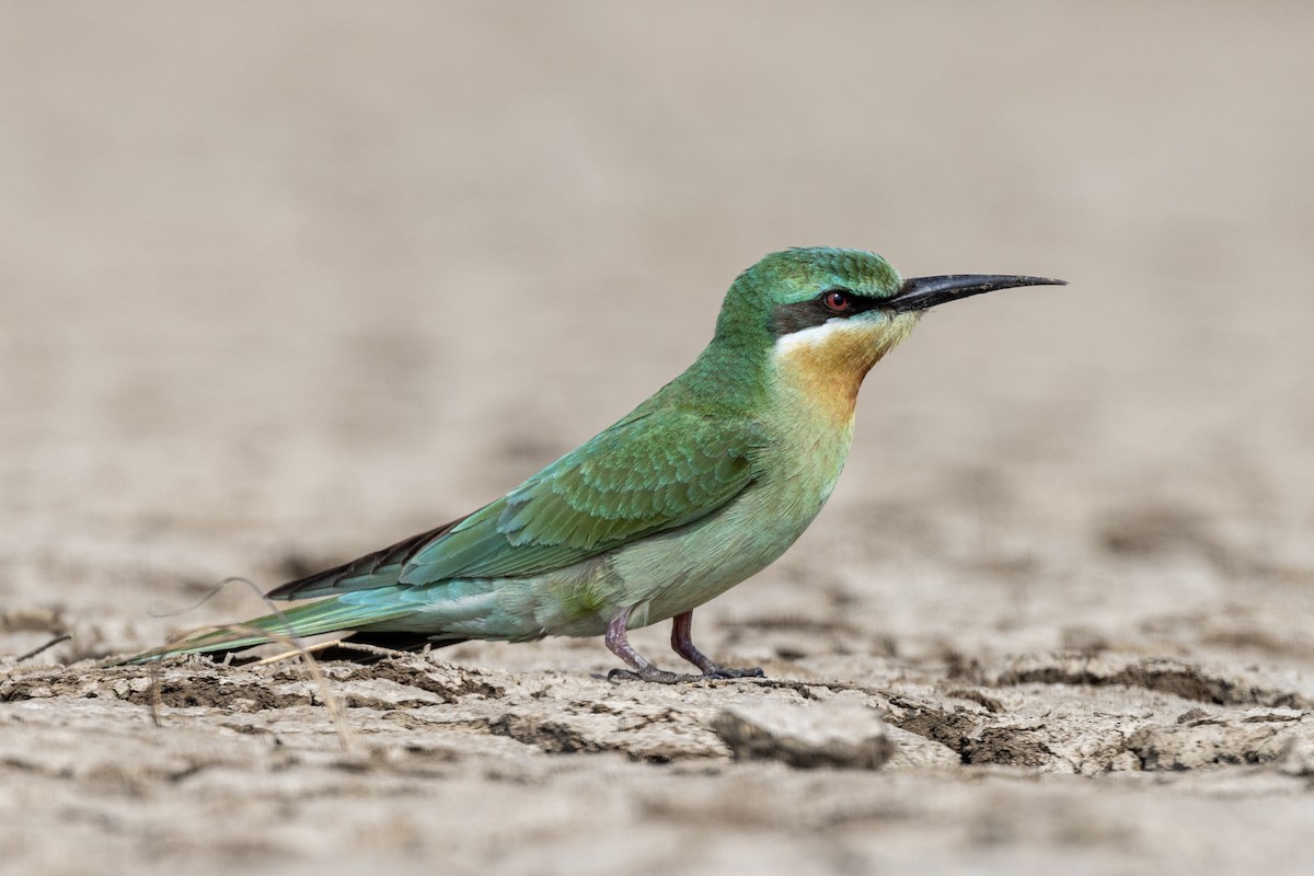 Blue-cheeked Bee-eater - ML646450735