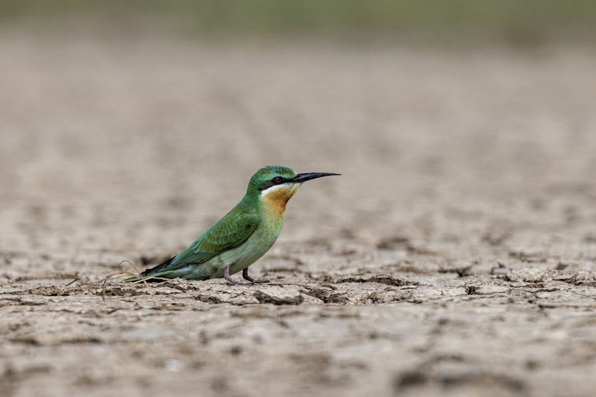 Blue-cheeked Bee-eater - ML646450737