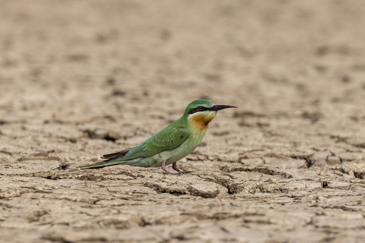 Blue-cheeked Bee-eater - ML646450738