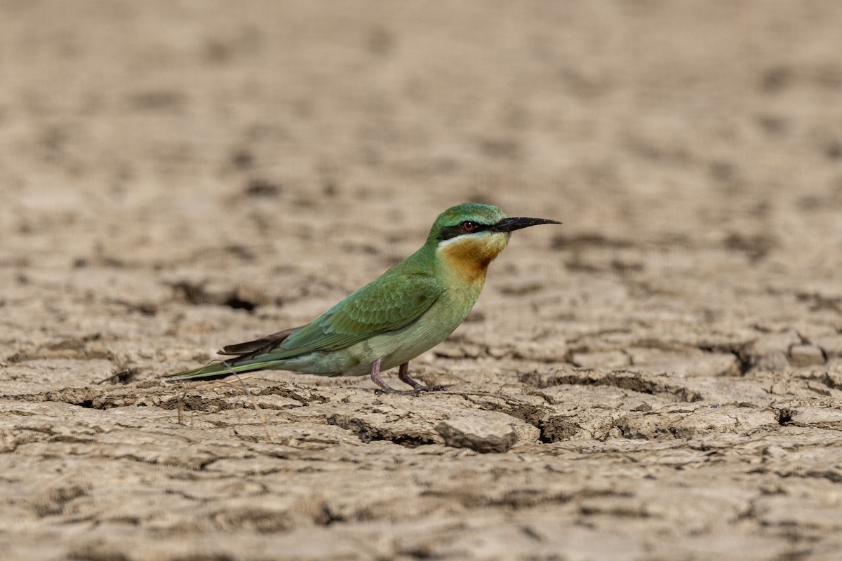Blue-cheeked Bee-eater - ML646450739
