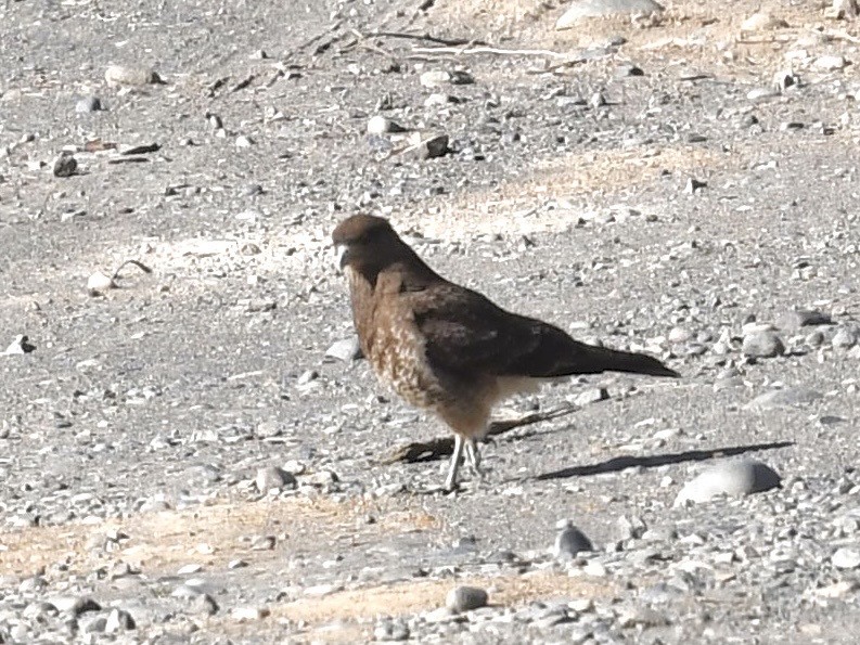 Caracara Chimango - ML646450741
