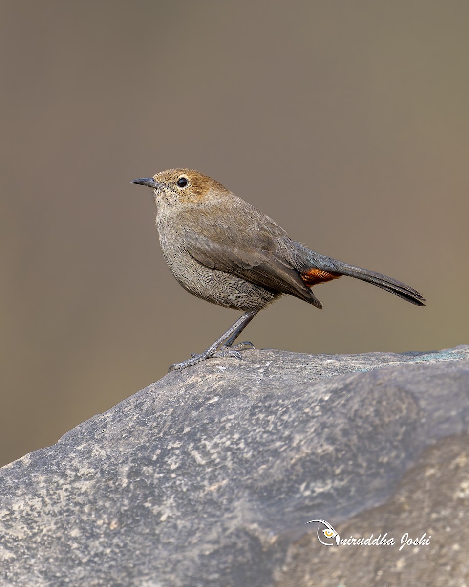 Indian Robin - ML646450742