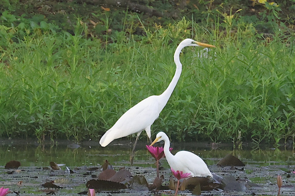 大白鷺 - ML646450743