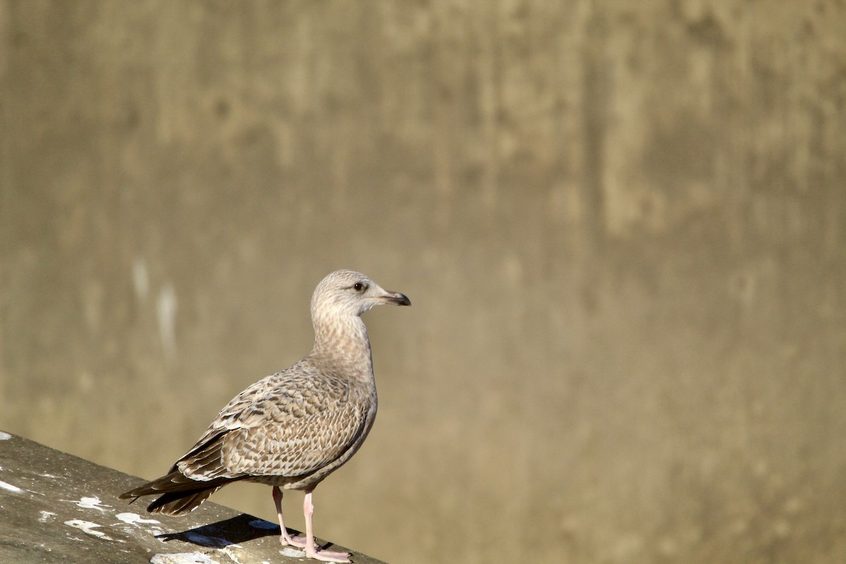 American Herring Gull - ML646450744