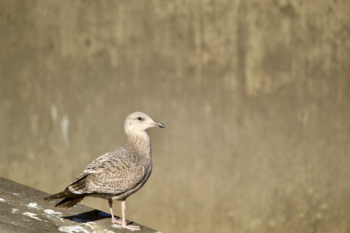 American Herring Gull - ML646450745