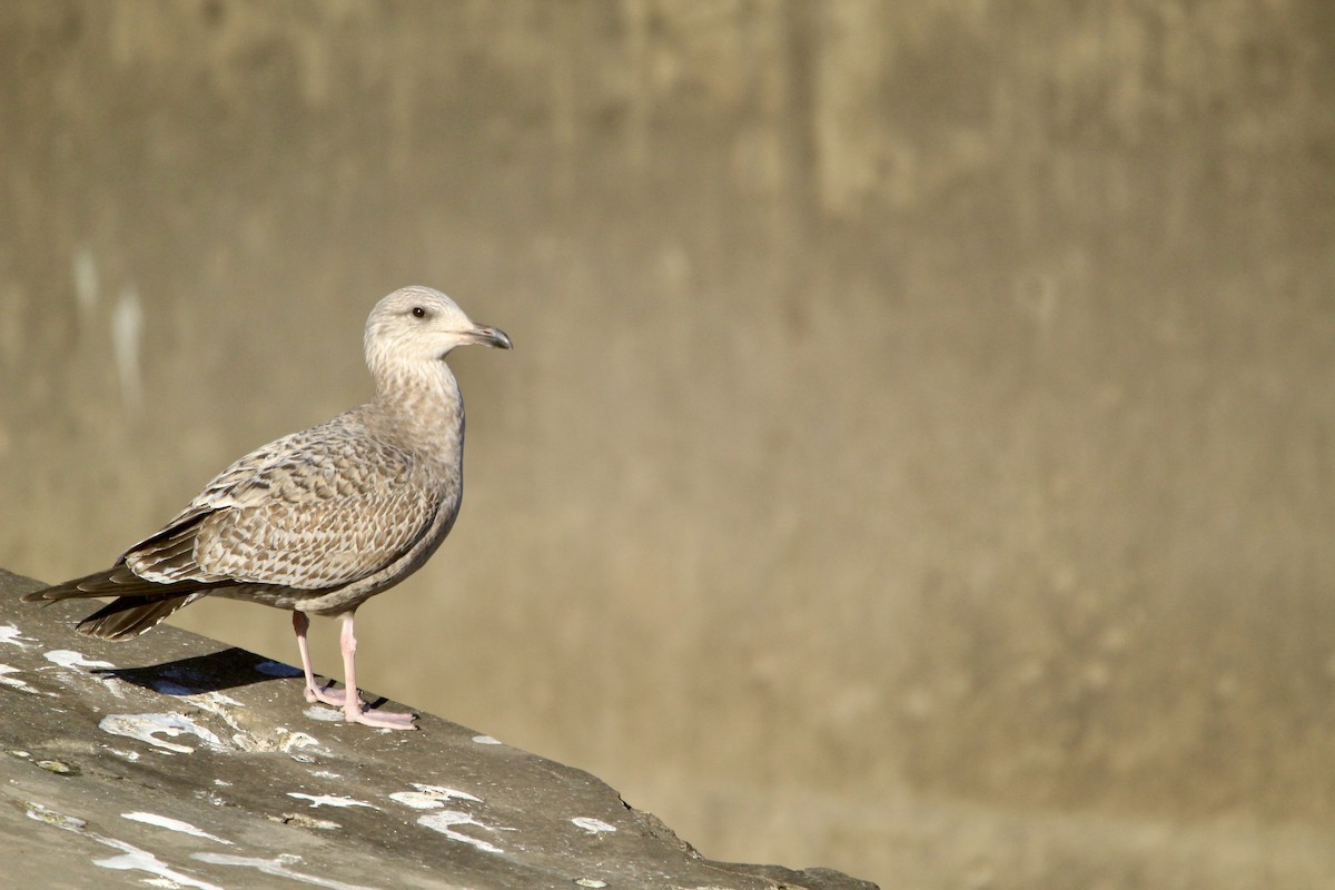 American Herring Gull - ML646450746