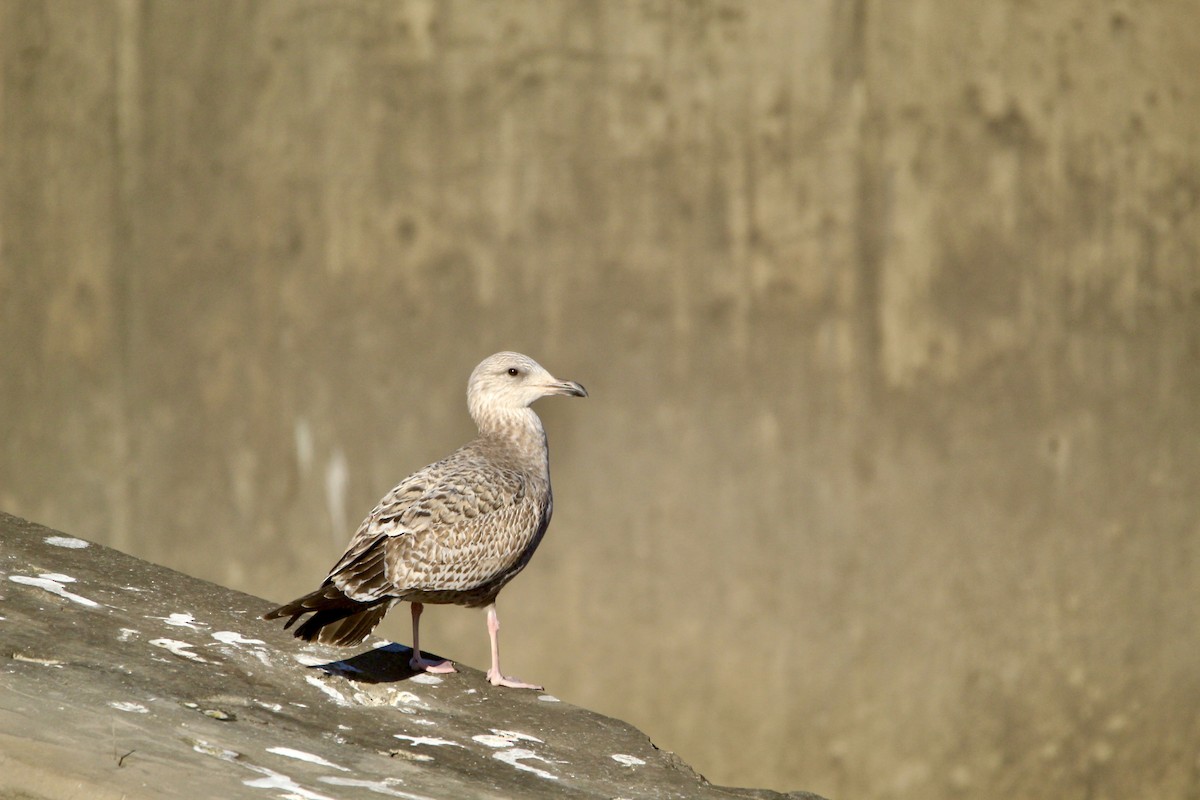 American Herring Gull - ML646450747