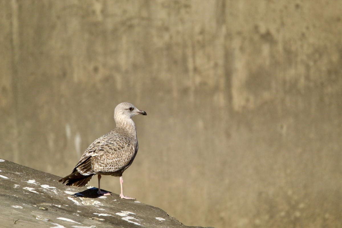 American Herring Gull - ML646450748