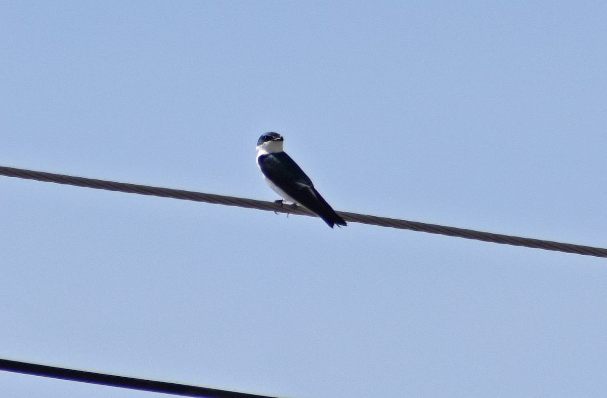 Mangrove Swallow - ML646450750