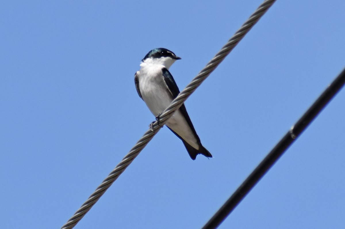 Mangrove Swallow - ML646450751