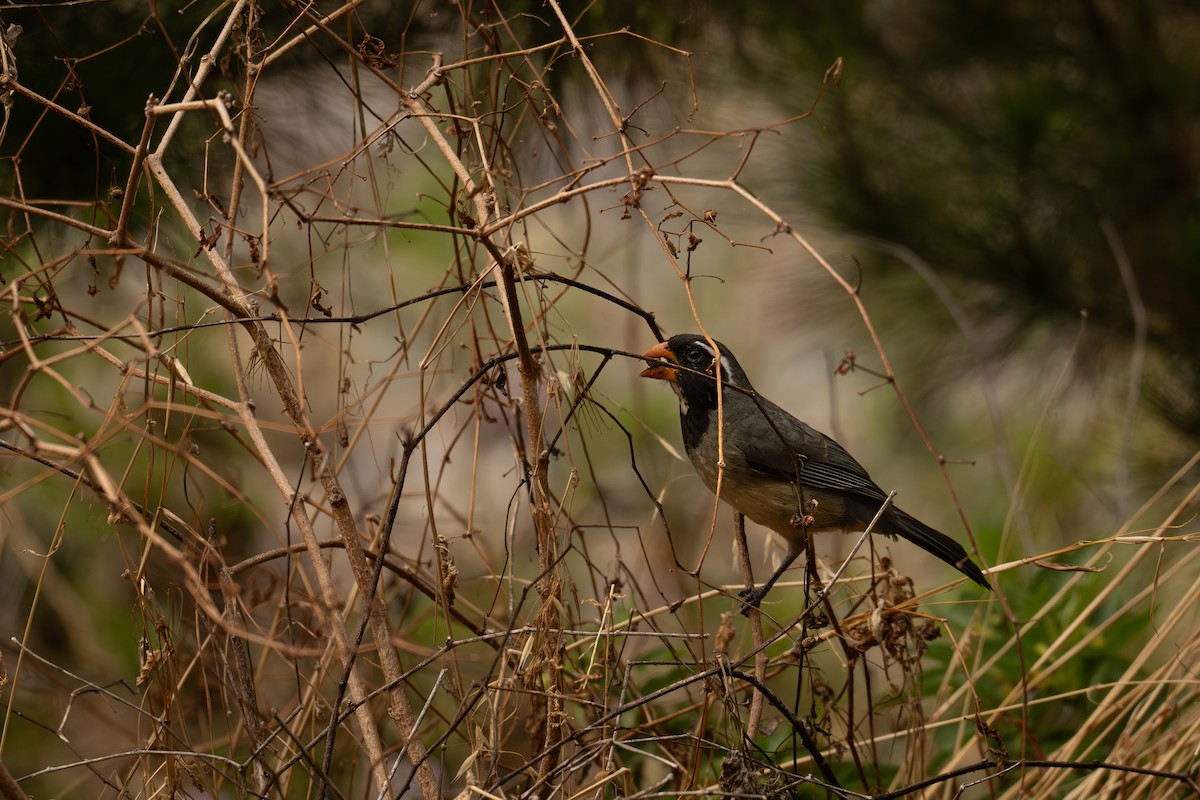 Зернолуск золотодзьобий - ML646450752