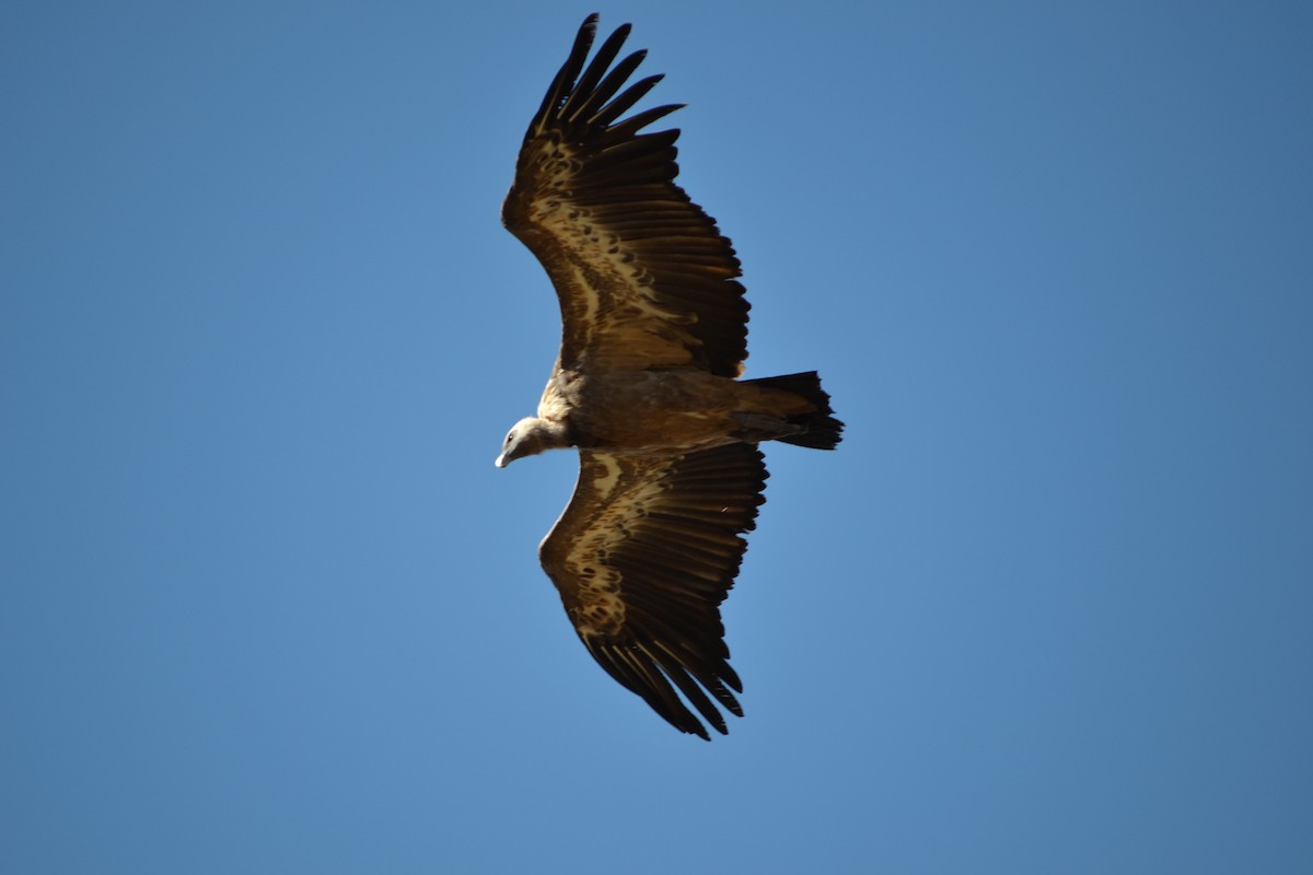 Eurasian Griffon - ML646450753