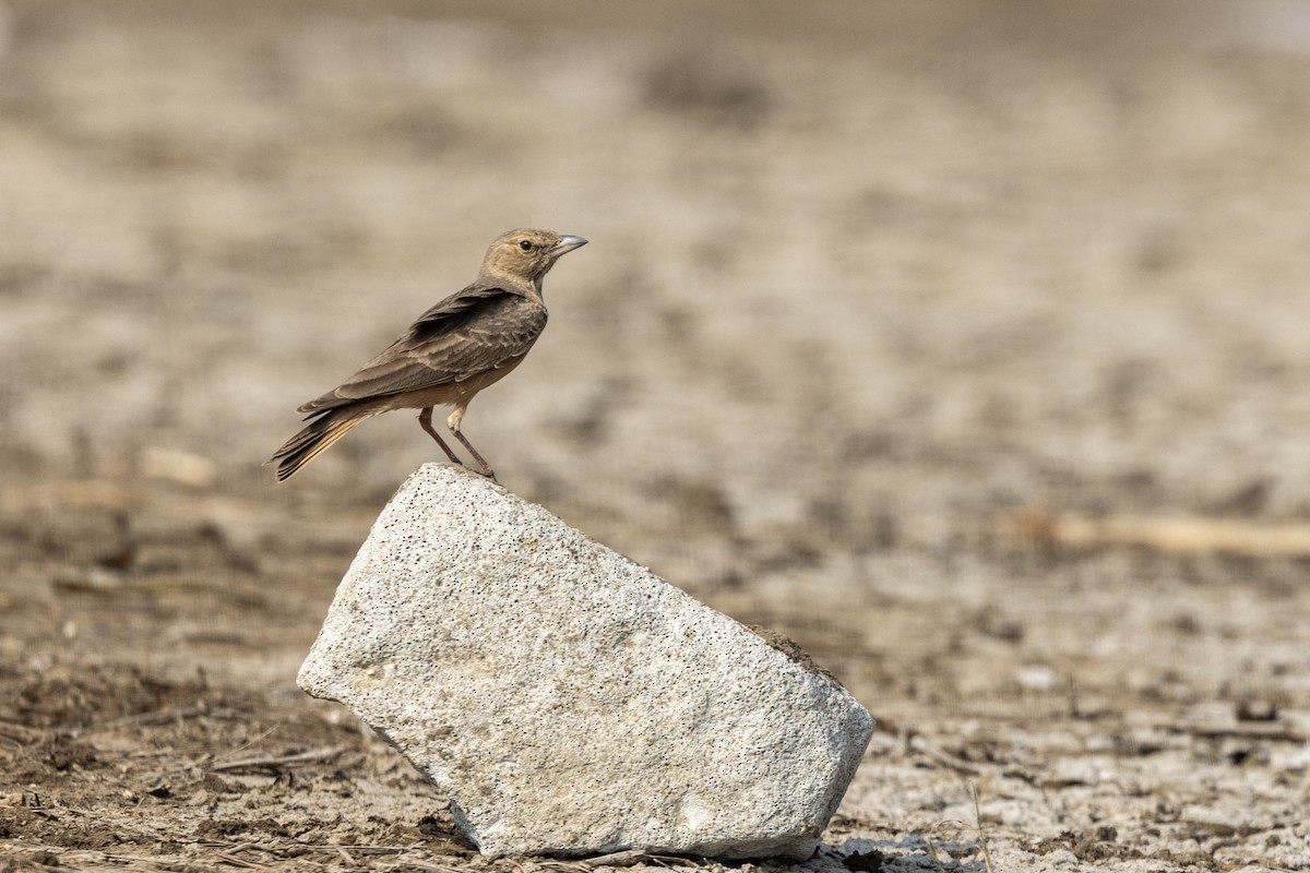 Rufous-tailed Lark - ML646450754