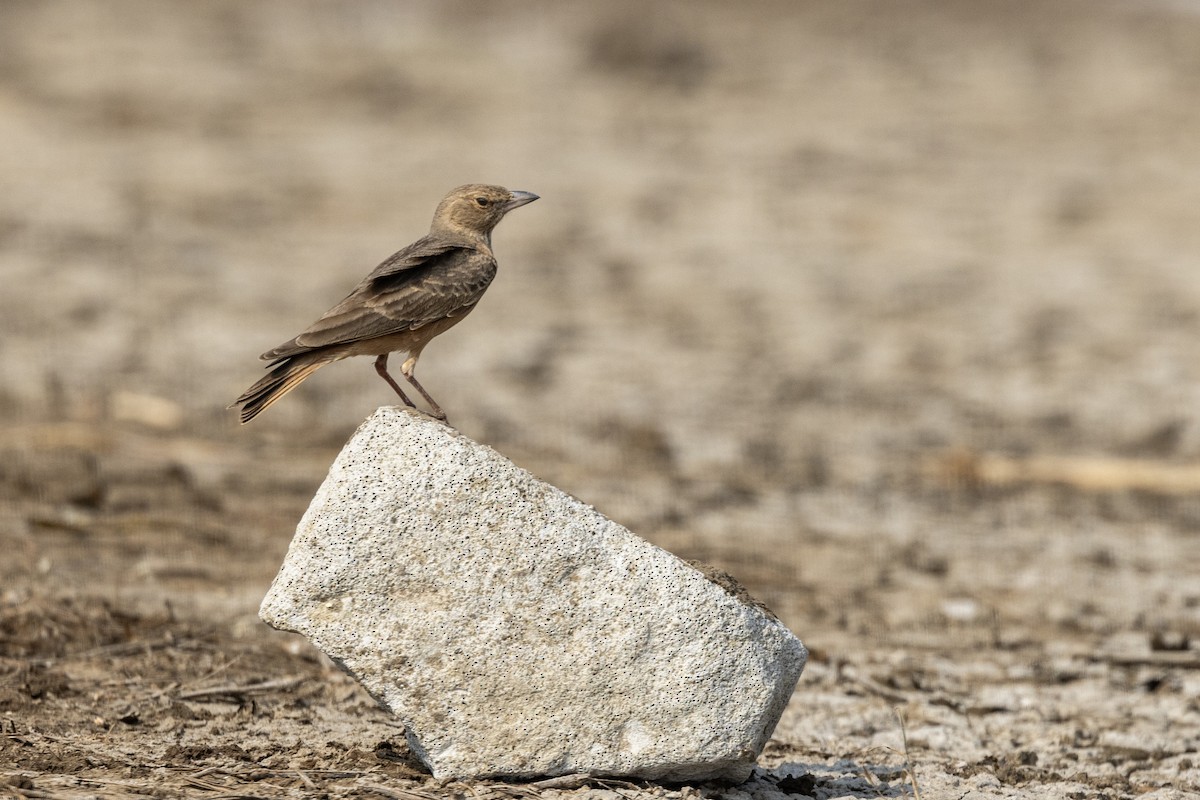 Rufous-tailed Lark - ML646450755