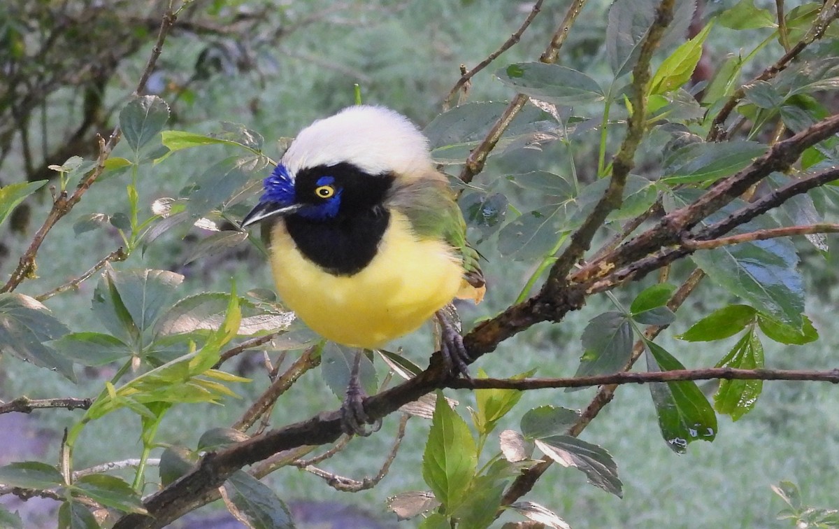 Yeşil Karga - ML646450756