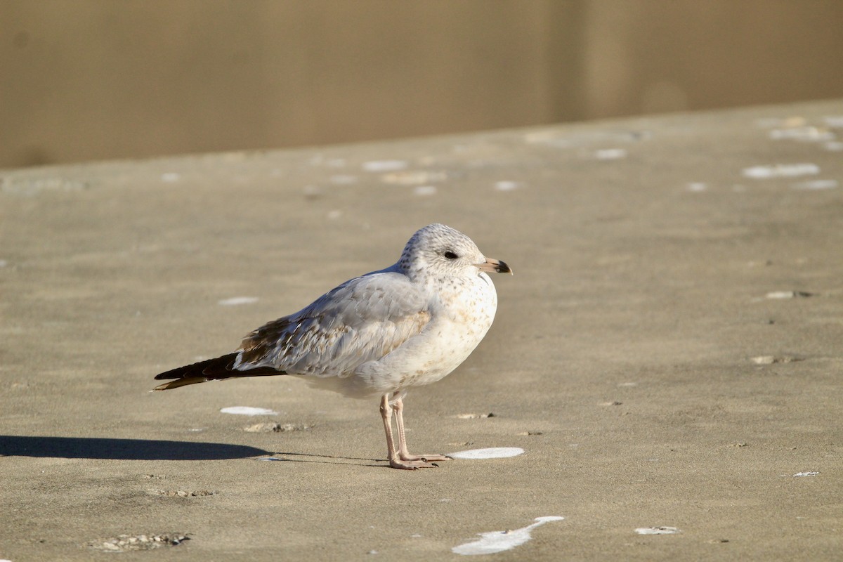 Ring-billed Gull - ML646450757