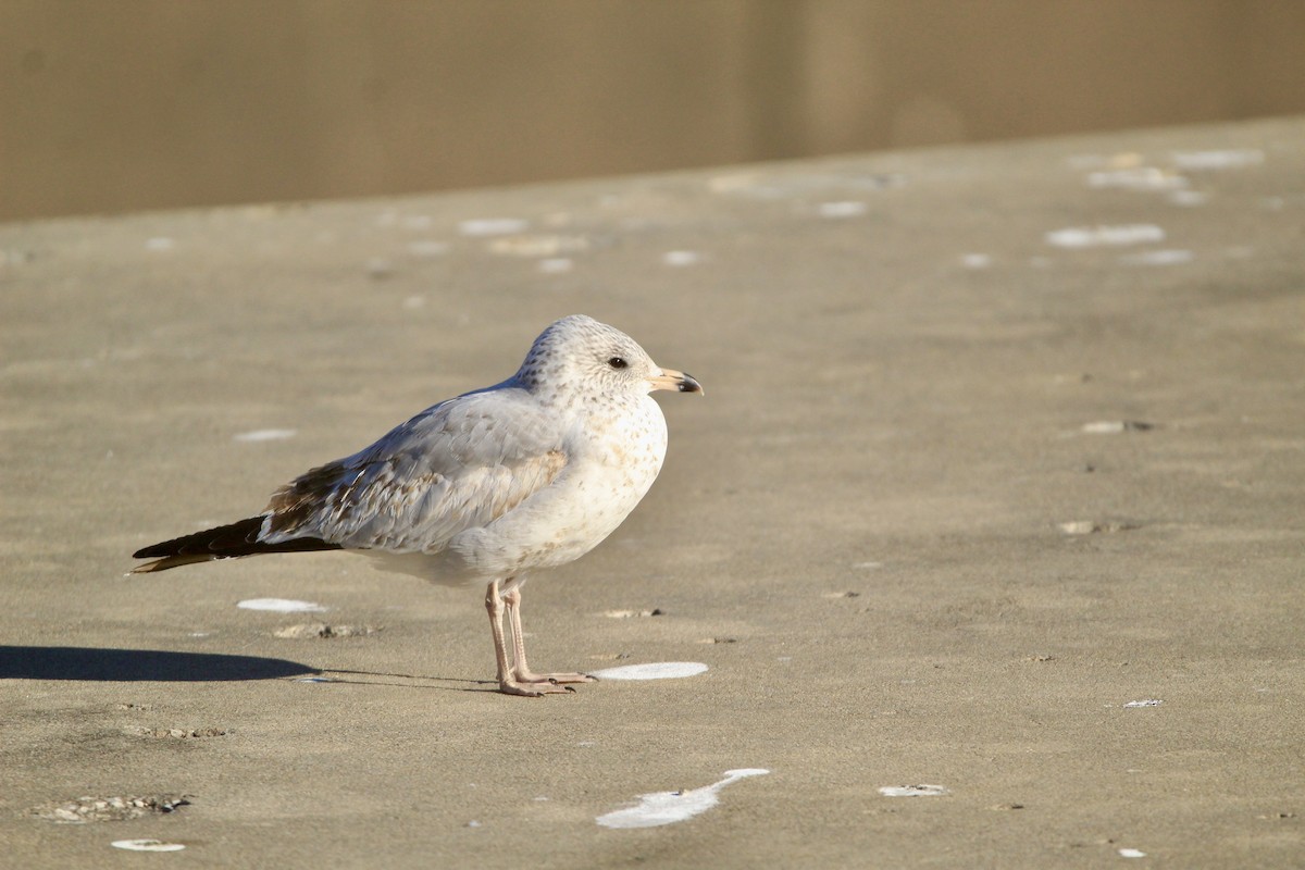 Ring-billed Gull - ML646450758