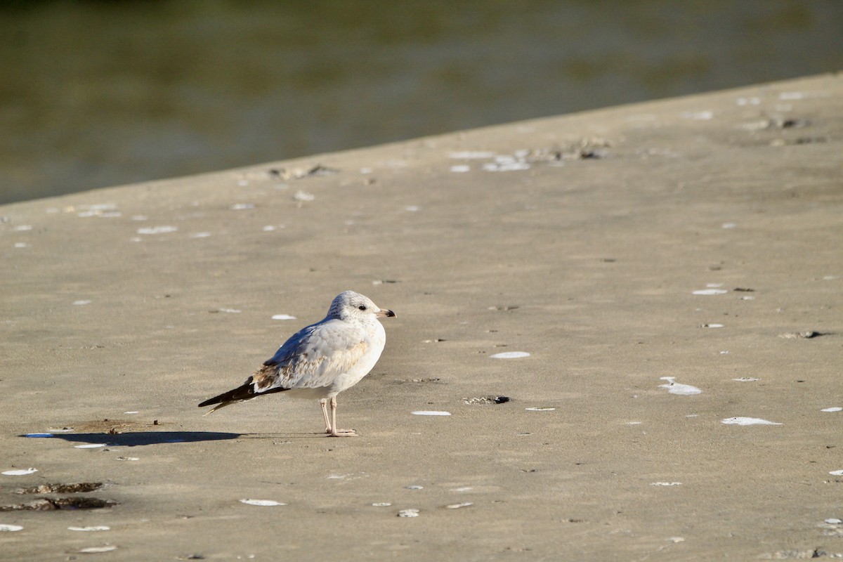 Ring-billed Gull - ML646450759