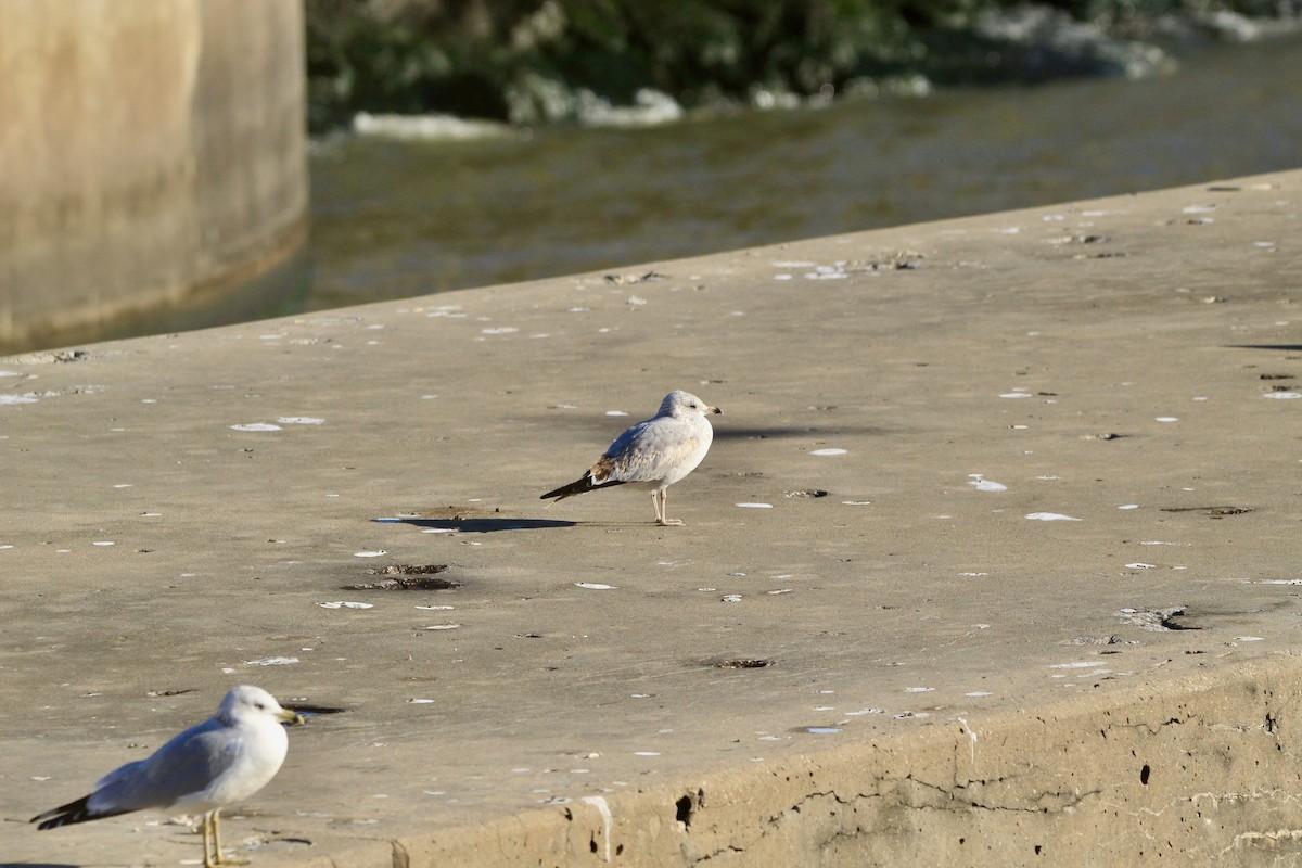 Ring-billed Gull - ML646450760