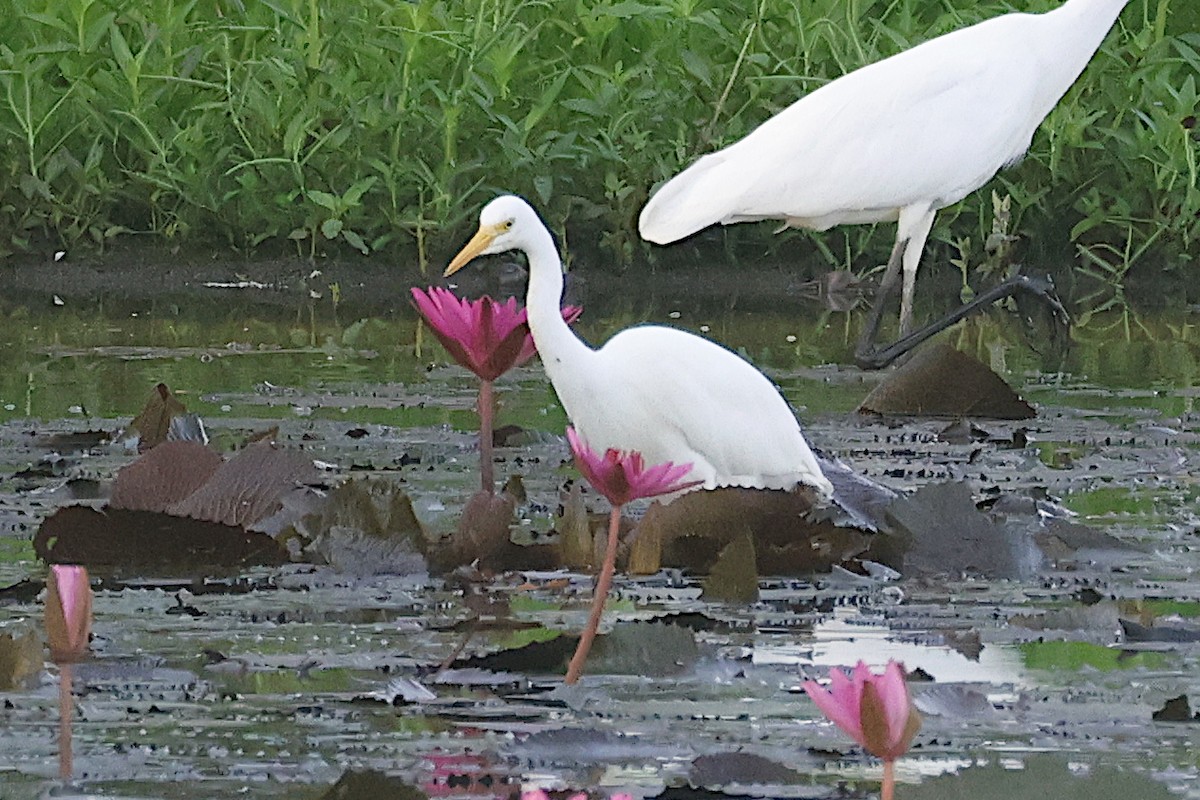 Plumed Egret - ML646450761