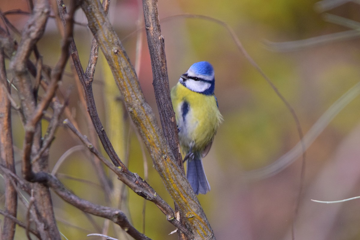 Herrerillo Común - ML646450773