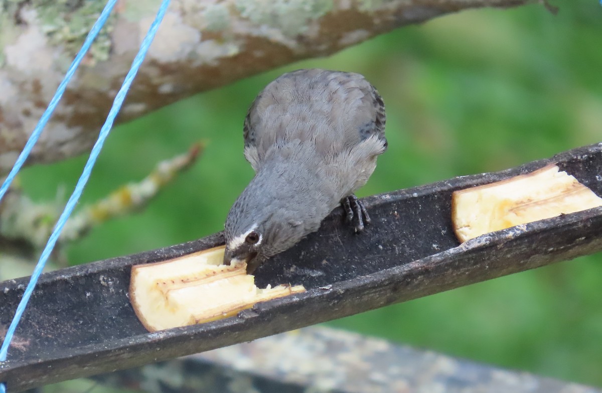 Зернолуск оливковий - ML646450774