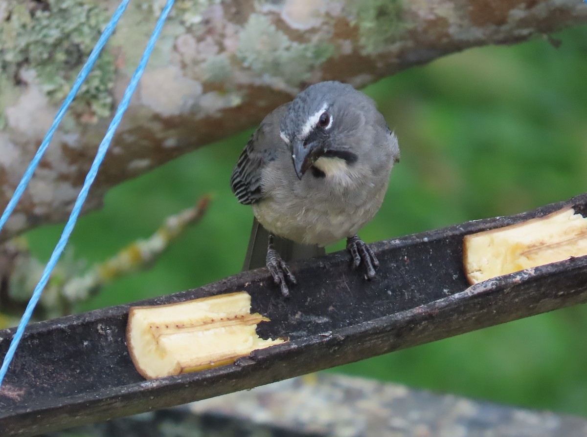 Зернолуск оливковий - ML646450775