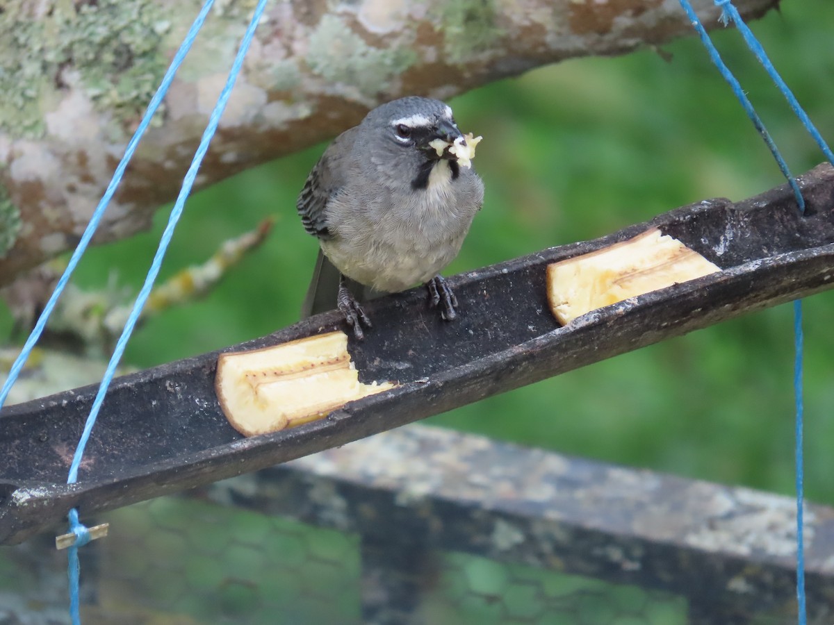 Зернолуск оливковий - ML646450776