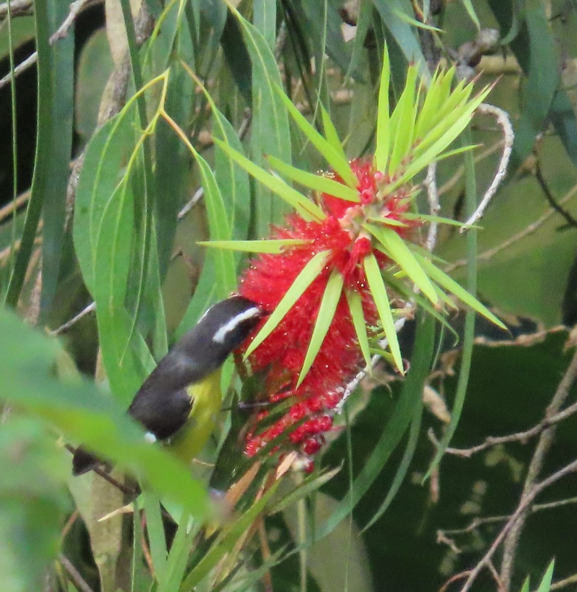 Цереба - ML646450777