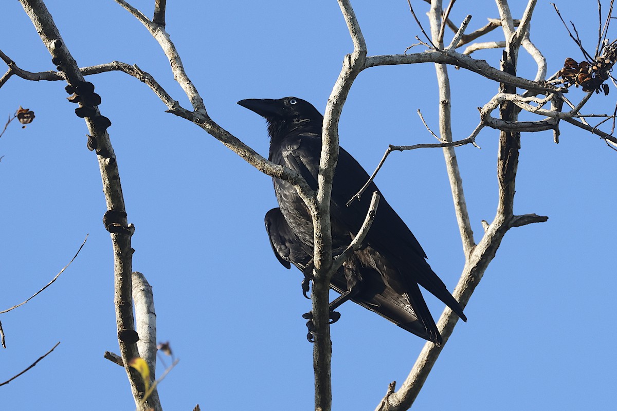 Torresian Crow - ML646450778