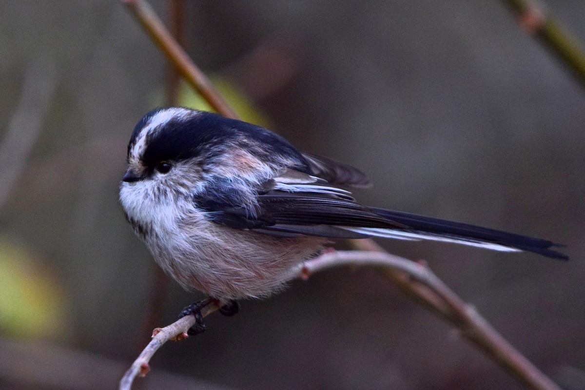 Синиця довгохвоста - ML646450781