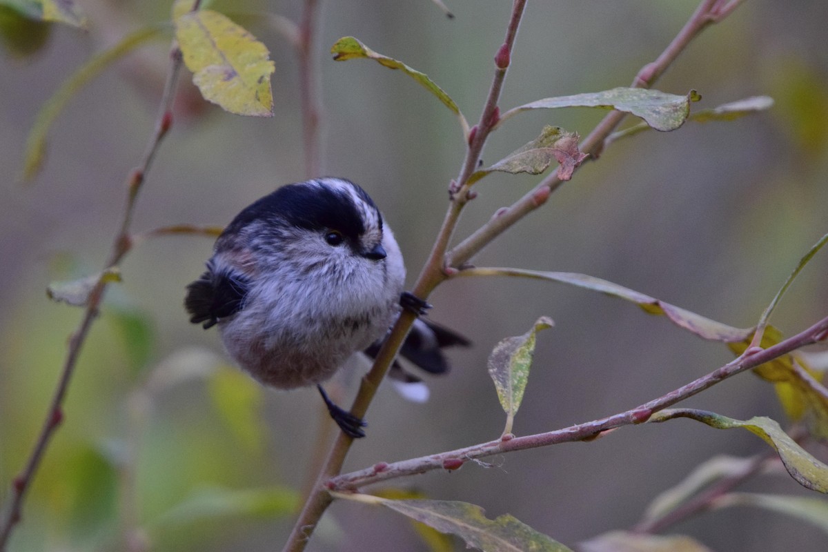 Синиця довгохвоста - ML646450782
